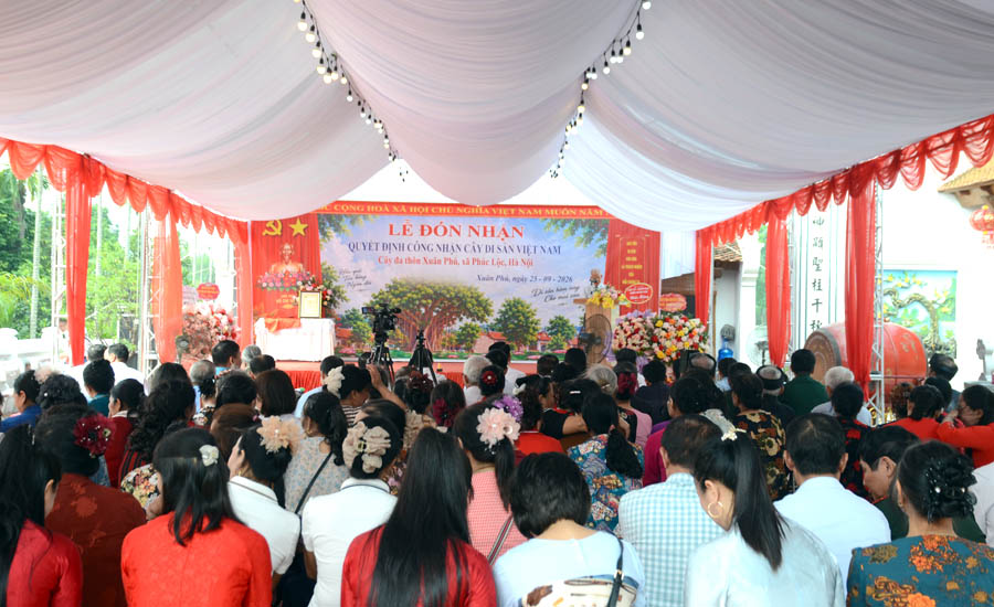 Hai[-]c&acirc;y[-]Đa[-]cổ[-]thụ[-]th&ocirc;n[-]Xu&acirc;n[-]Ph&uacute;[-]được[-]c&ocirc;ng[-]nhận[-]C&acirc;y[-]Di[-]sản[-]Việt[-]Nam